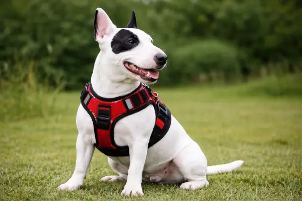 Best Dog Harness for Bull Terriers